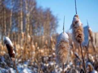 cane in the snow on the winter pond