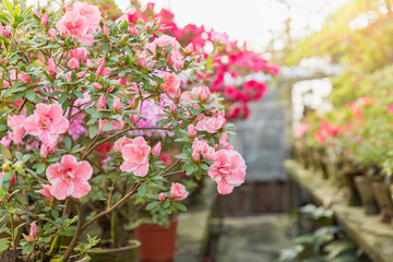Fototapeta na wymiar Assortment of blooming azaleas rhododendrons in flower pots in old greenhouse.