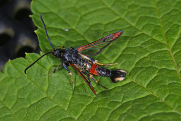 Synanthedon formicaeformis Weiden-Glasflügler DE, NRW, Leverkusen 11.06.2013