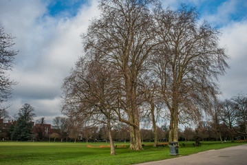 Fototapeta na wymiar Beautiful trees in Ravenscourt Park.