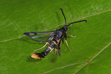 Synanthedon andrenaeformis Schneeball-Glasflügler DE, NRW, Leverkusen 13.06.2013