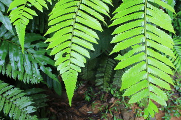 Three bright green ferns next to eachother on a row
