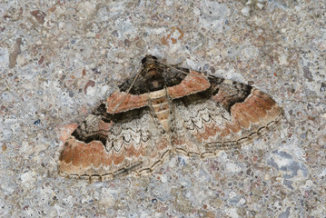 Catarhoe rubidata ([DENIS & SCHIFFERMÜLLER], 1775) Rotbinden-Blattspanner DE, RLP, Kröv (Mosel) 28.06.2013