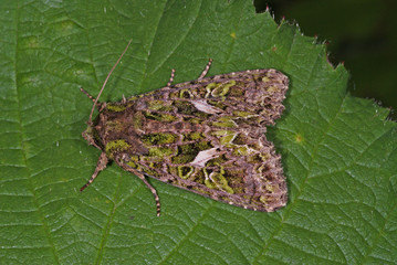 Trachea atriplicis (LINNAEUS, 1758) Meldeneule DE, RLP, Kröv (Mosel) 28.06.2013