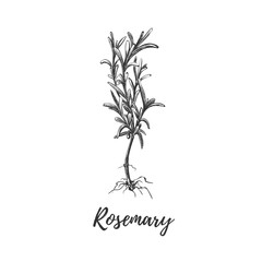 Rosemary herb with roots. Botanical illustration 