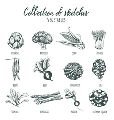 Collection of sketches of vegetables. 