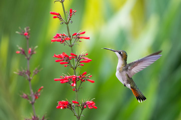Female Ruby Topaz hummingbird feeding on the Antigua Heat flower in a garden.