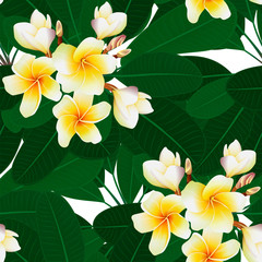 Seamless tropical pattern with plumeria flowers on white background