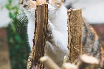 Obraz premium Funky stray cat close up