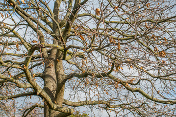 Obraz premium Looked up at the pattern of the big tree.