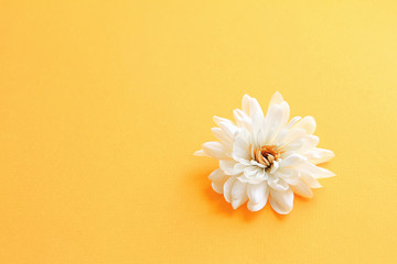 flower with white petals side view on yellow background