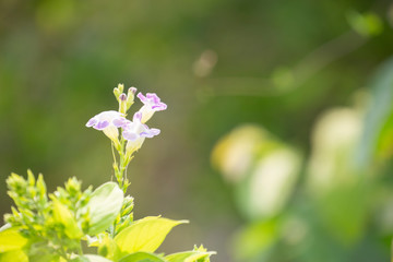 Chinese violet or Coromandel or Ganges primrose or  Philippine violet.Herb concept.