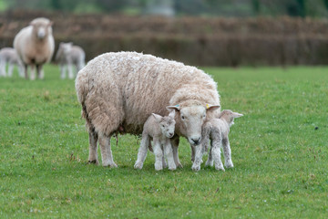 Ewe with lambs.
