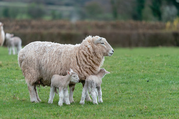 Fototapeta premium Ewe with lambs.