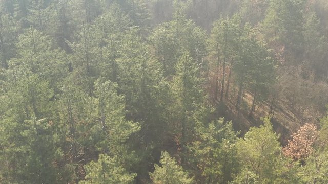 Morning haze over the coniferous woods 4K drone video