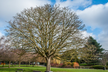 Beautiful trees in Ravenscourt Park.