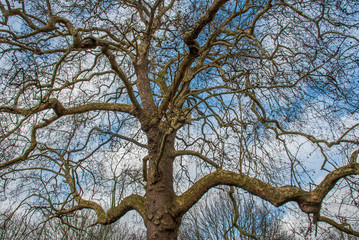 Fototapeta premium Looked up at the pattern of the big tree.