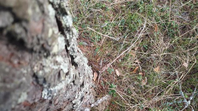 The Pee in the forest. Write in the forest. Redeem the need of the forest.Go to the toilet in the woods. Redeem need. Peeing by the tree.