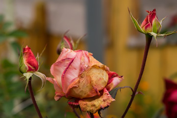 Close-up, the buds of scarlet, drying roses in the flower beds of a private house in the autumn