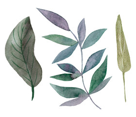 Isolated on white background of hand drawn watercolor delicate leaves. Design for wedding invitation, fabric, packaging, textile, cover, postcard, paper, greeting cards, blog. Green cute wildflowers.