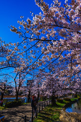 [東京都] 上野公園の桜 (No.8985