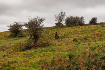 Horses in the Quantock Hills landscape near West Bagborough, Somerset, England, UK
