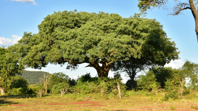 pod mahogany azfelia quanzesis tree in Kruger national park in South Africa