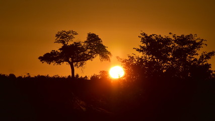 sunrise in african landscape in Kruger national park in South Africa