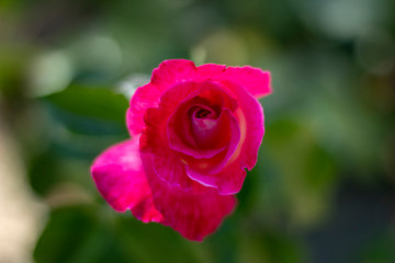 Una flor para otra flor.