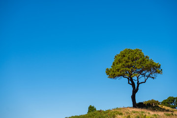 A lonely tree in the nature with blue sky in summer.