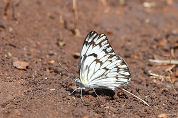 brown veined white butterfly in Kruger national park in  South Africa