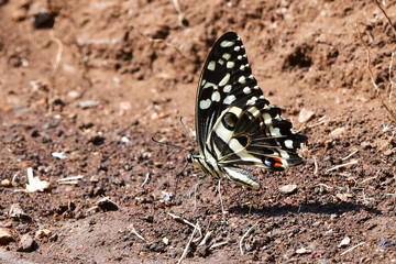 Papilio demodocus, the citrus swallowtail in Kruger national park