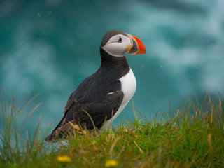 Atlantic puffin standing on a grassy cliff over surf water of the atlantic ocean (profile view, Latrabjarg region, Iceland)