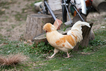 chickens on the farm