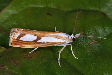 Catoptria permutatellus (HERRICH-SCHÄFFER, 1848) Zünsler DE, RLP, Kröv (Mosel) 29.06.2013