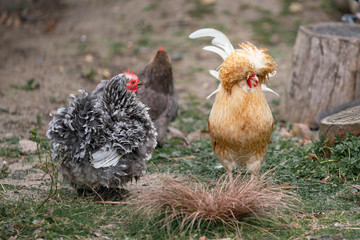 chicken on grass