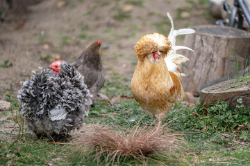 chicken on grass