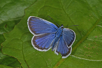 Plebejus argus (LINNAEUS, 1758) Argus-Bläuling DE, RLP, Dahlem 29.06.2013