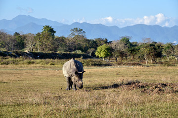 one horned rhino grazing in a park © HAYAVISTA