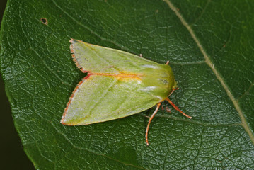 Pseudoips prasinana (LINNAEUS, 1758) Jägerhütchen, Buchen-Kahnspinner DE, RLP, Kröv (Mosel) 29.06.2013
