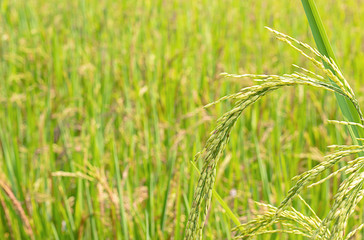 Fototapeta na wymiar Green rice paddy fields and is soon up to the seed harvest.