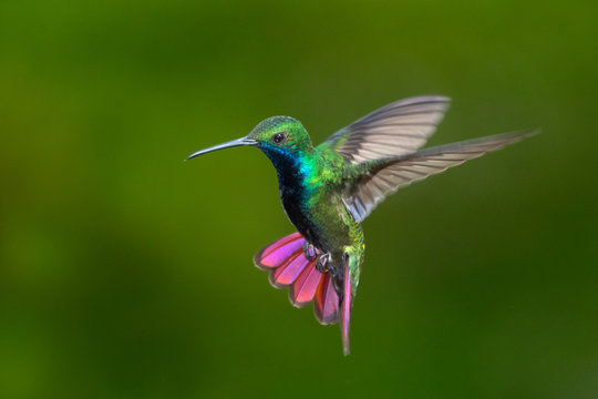 Hummingbird Images – Browse 113,265 Stock Photos, Vectors ...