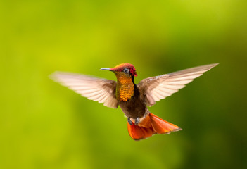 Ruby Topaz hummingbird hovering with a green background.