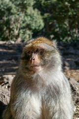 Barbary Macaque Closeup Portrait in the Middle Atlas Mountains