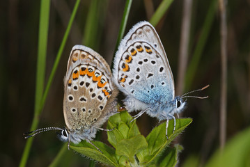 Plebejus argus (LINNAEUS, 1758) Argus-Bläuling , Paarung DE, NRW, Dahlem (Eifel) 30.06.2013