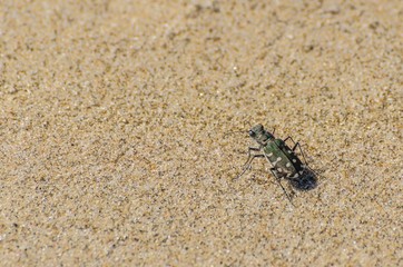 Cicindela che cammina sulla sabbia