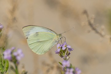 Farfalla Pieris Rapae che succhia il nettare dal fiore 