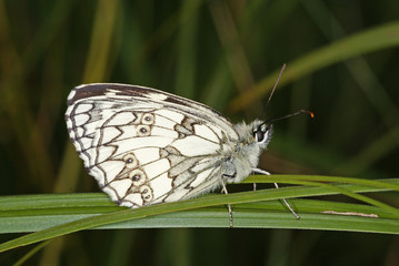Melanargia galathea (LINNAEUS, 1758) Schachbrett DE, RLP, Ürzig (Mosel), Maringer Wies 29.06.2013