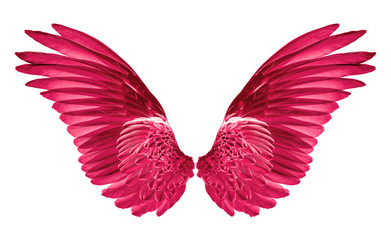 Fototapeta na wymiar red wings of bird on white background