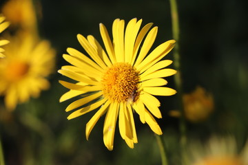 Fliege auf einer Bluete